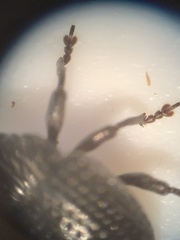 Chalcodermus inaequicollis
