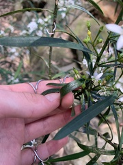 Philotheca myoporoides