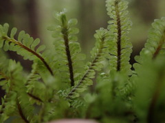 Macrodiplophyllum rubrum