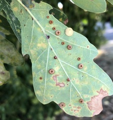 Neuroterus numismalis