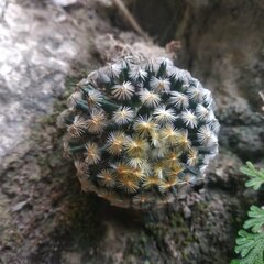 Mammillaria schiedeana