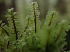 Macrodiplophyllum rubrum