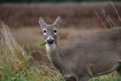 Odocoileus virginianus leucurus