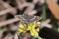 Burnsius orcynoides