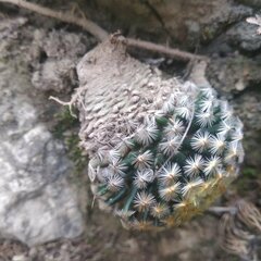 Mammillaria schiedeana