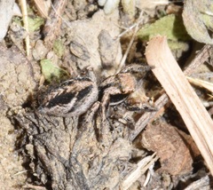 Habronattus cuspidatus