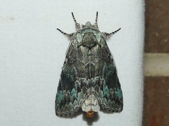 Macrurocampa marthesia