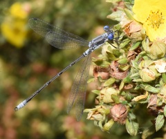 Lestes congener
