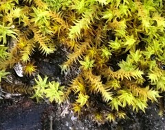 Triquetrella papillata