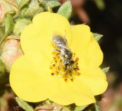 Lasioglossum pilosum