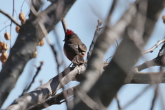 Coryphospingus cucullatus