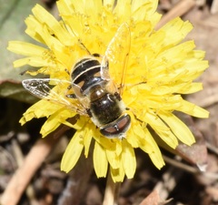 Eristalis hirta