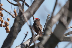 Coryphospingus cucullatus