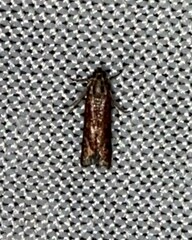 Varneria postremella