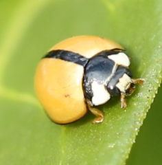 Cheilomenes propinqua