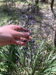 Dianella caerulea