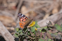 Vanessa braziliensis
