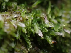 Cephalozia bicuspidata