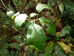 Malus fusca