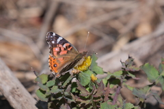 Vanessa braziliensis