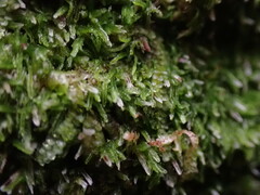 Cephalozia bicuspidata