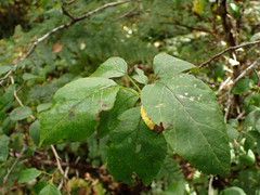 Malus fusca