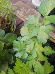Petroselinum crispum