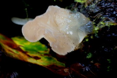 Pseudohydnum gelatinosum