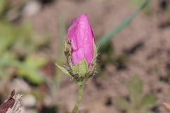 Modiolastrum gilliesii