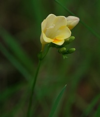 Freesia