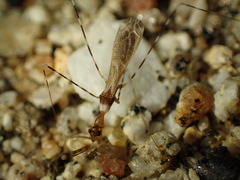 Stenolemoides arizonensis