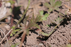 Modiolastrum gilliesii