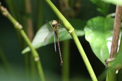 Triacanthagyna trifida