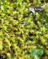 Triquetrella papillata