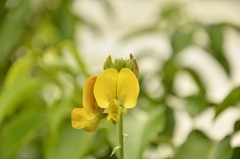 Crotalaria quinquefolia