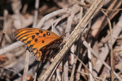Dione vanillae maculosa
