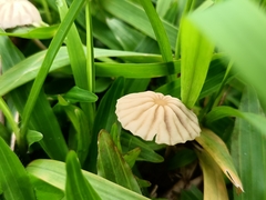 Marasmius capillaris