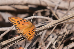 Dione vanillae maculosa