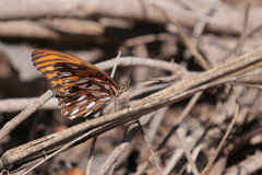 Dione vanillae maculosa