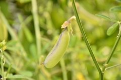 Crotalaria quinquefolia