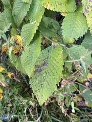 Ulmus rubra