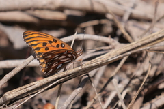 Dione vanillae maculosa