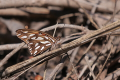 Dione vanillae maculosa