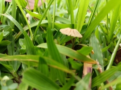 Marasmius capillaris