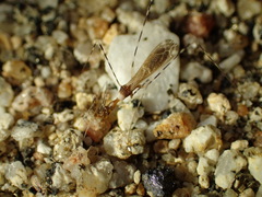 Stenolemoides arizonensis
