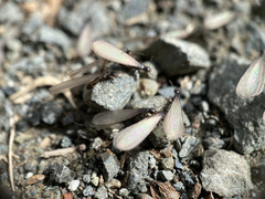 Reticulitermes hesperus