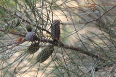 Allocasuarina campestris