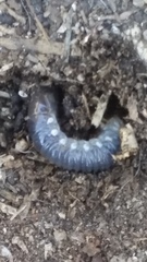 Scarabaeoidea