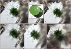 Staurastrum wolleanum