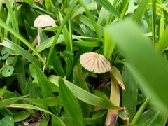 Marasmius capillaris